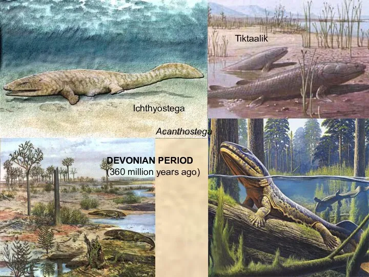 DEVONIAN PERIOD (360 million years ago) Acanthostega Ichthyostega Tiktaalik