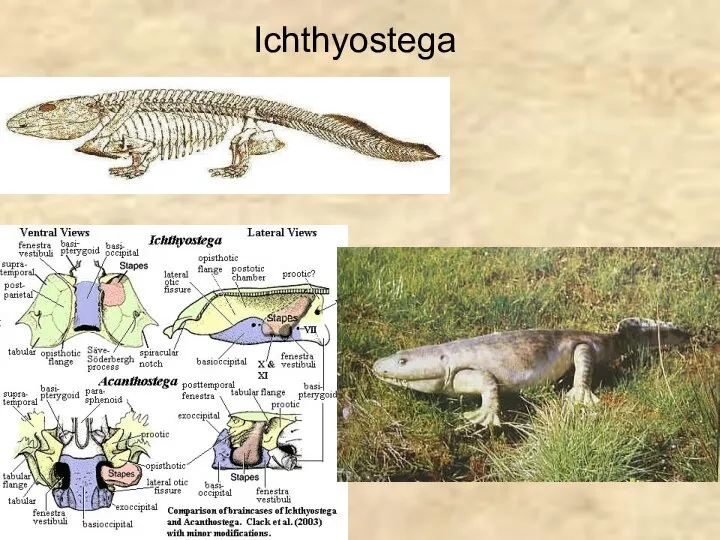 Ichthyostega