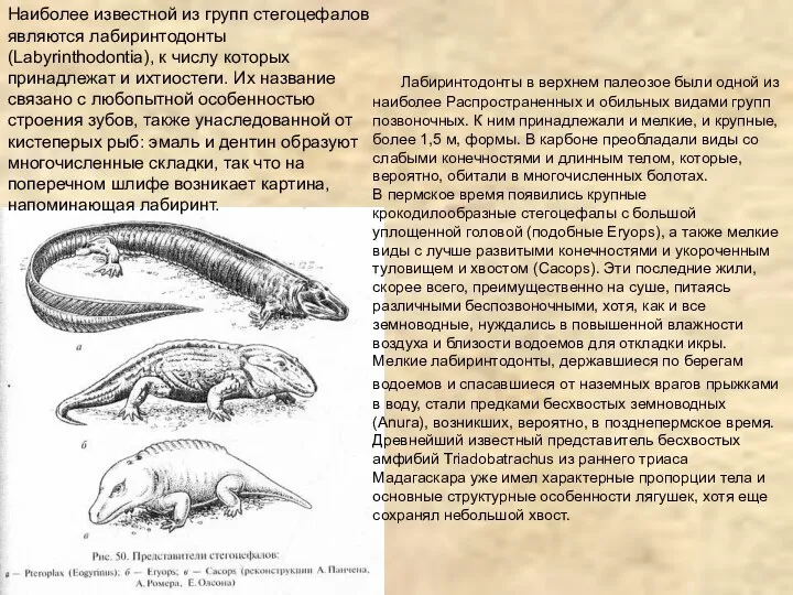 Лабиринтодонты в верхнем палеозое были одной из наиболее Распространенных и обильных видами
