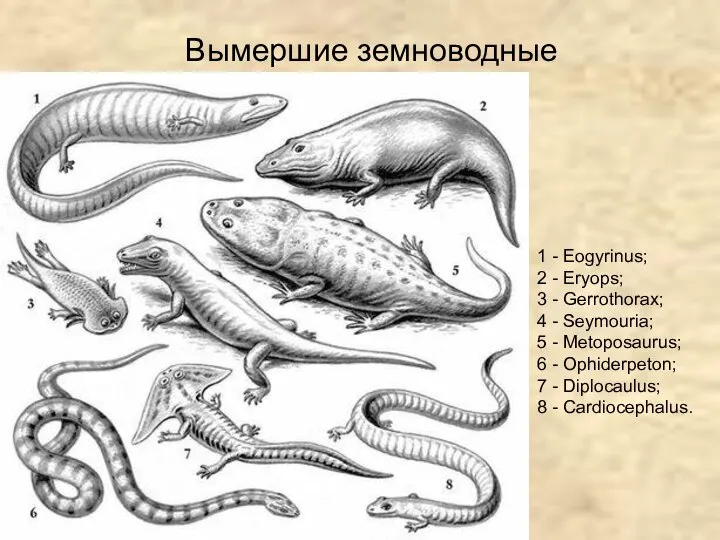 Вымершие земноводные 1 - Eogyrinus; 2 - Eryops; 3 - Gerrothorax; 4