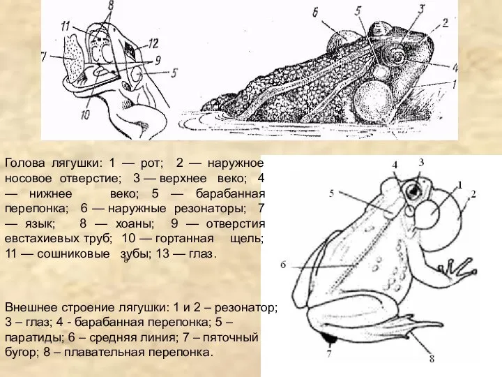 8 Внешнее строение лягушки: 1 и 2 – резонатор; 3 – глаз;