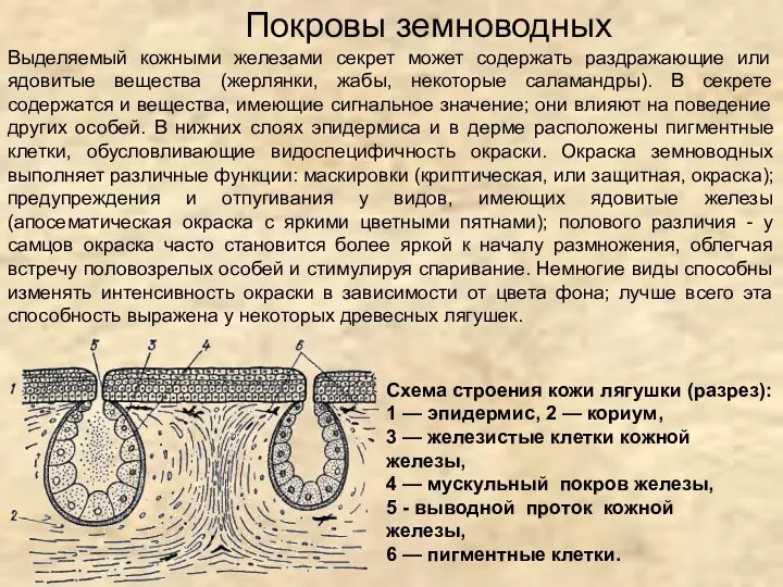 Схема строения кожи лягушки (разрез): 1 — эпидермис, 2 — кориум, 3