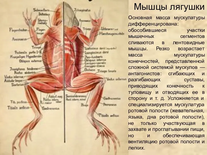 Мышцы лягушки Основная масса мускулатуры дифференцирована: обособившиеся участки мышечных сегментов сливаются в