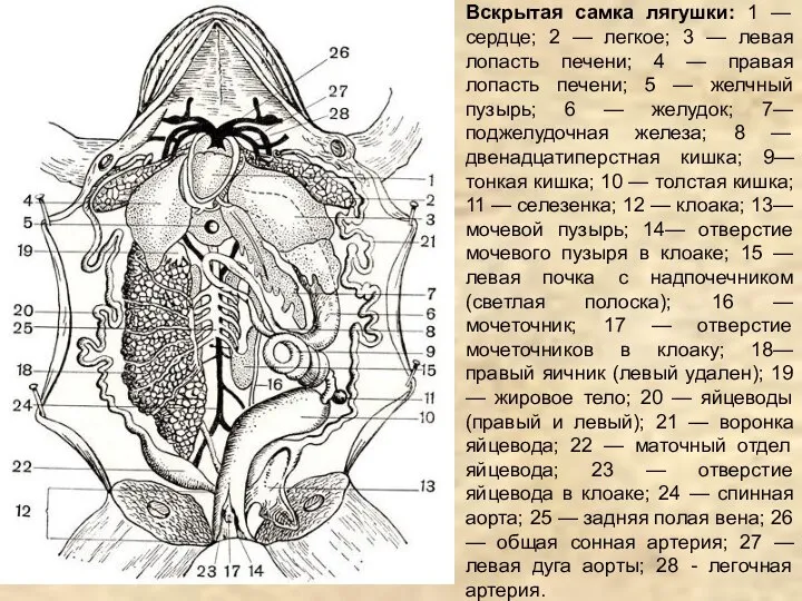 Вскрытая самка лягушки: 1 — сердце; 2 — легкое; 3 — левая