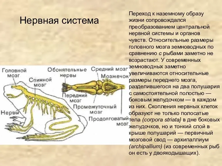 Нервная система Переход к наземному образу жизни сопровождался преобразованием центральной нервной системы