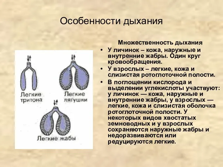 Особенности дыхания Множественность дыхания У личинок – кожа, наружные и внутренние жабры.