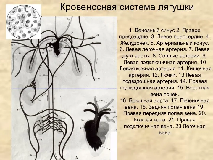 1. Венозный синус 2. Правое предсердие. 3. Левое предсердие. 4. Желудочек. 5.