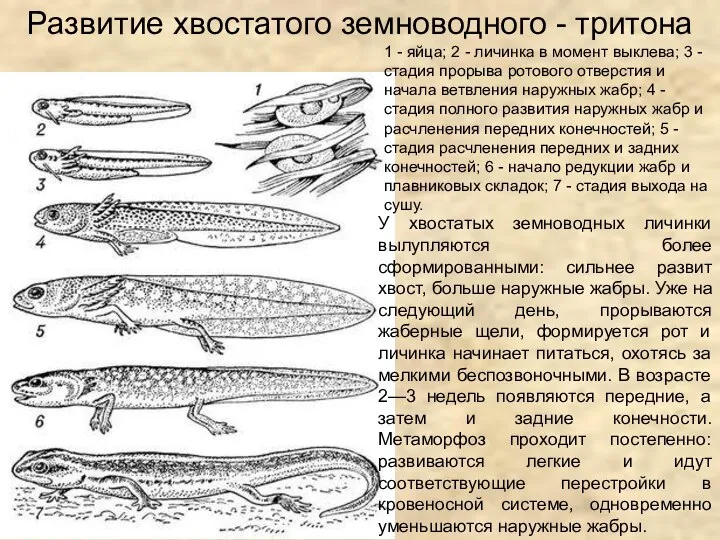 1 - яйца; 2 - личинка в момент выклева; 3 - стадия