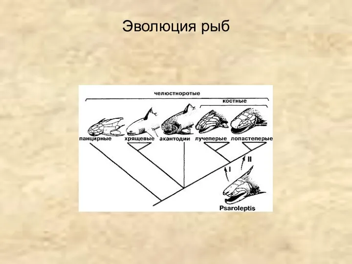 Эволюция рыб