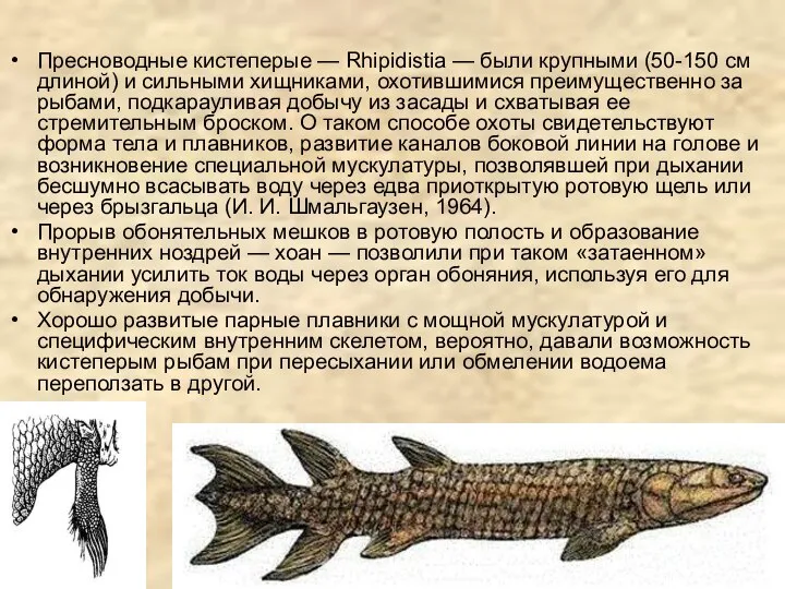 Пресноводные кистеперые — Rhipidistia — были крупными (50-150 см длиной) и сильными
