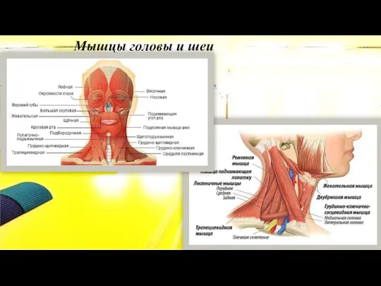 Мышцы головы и шеи
