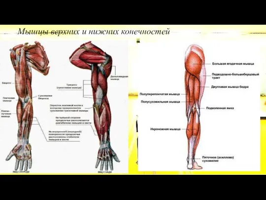 Мышцы верхних и нижних конечностей