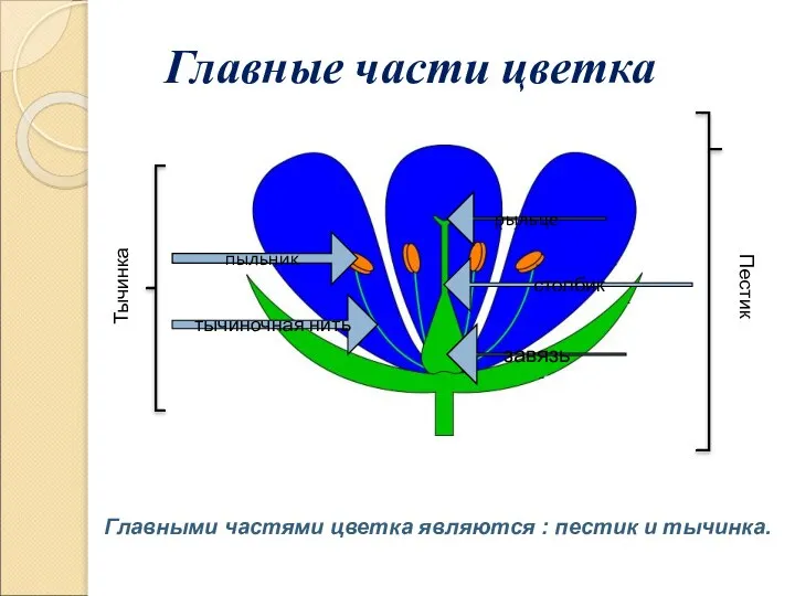 тычиночная нить столбик завязь рыльце пыльник Пестик Тычинка Главные части цветка Главными