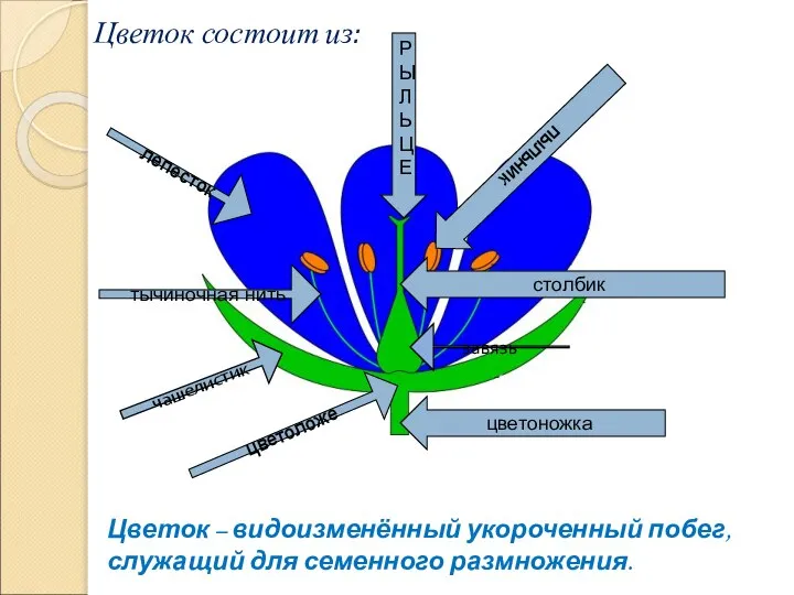 лепесток пыльник тычиночная нить столбик Р Ы Л Ь Ц Е цветоложе