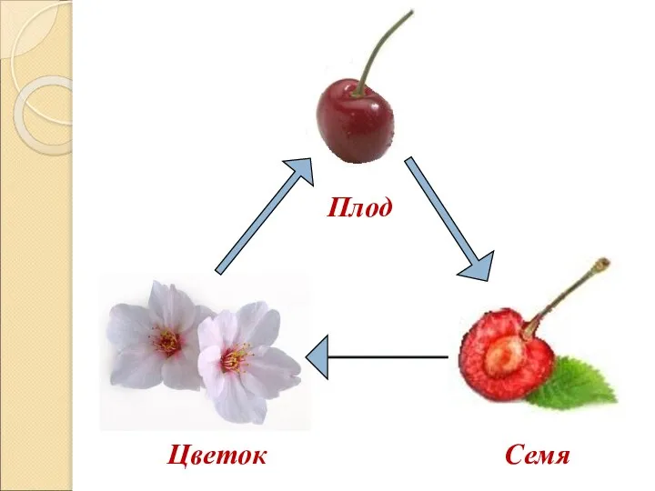 Цветок Плод Семя
