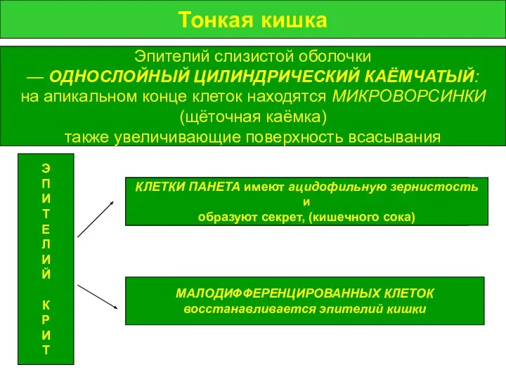 Тонкая кишка Тонкая кишка Эпителий слизистой оболочки — ОДНОСЛОЙНЫЙ ЦИЛИНДРИЧЕСКИЙ КАЁМЧАТЫЙ: на