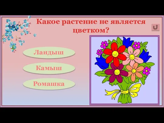 Какое растение не является цветком? Камыш