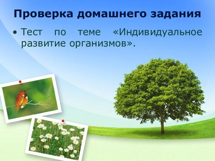 Проверка домашнего задания Тест по теме «Индивидуальное развитие организмов».