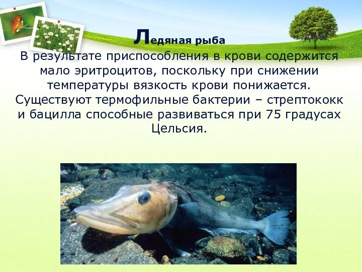 Ледяная рыба В результате приспособления в крови содержится мало эритроцитов, поскольку при