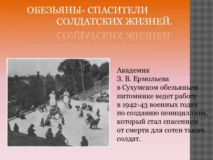 ОБЕЗЬЯНЫ- СПАСИТЕЛИ СОЛДАТСКИХ ЖИЗНЕЙ. Академик З. В. Ермольева в Сухумском обезьяньем питомнике