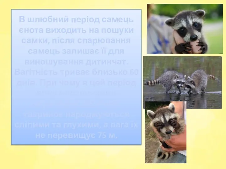 В шлюбний період самець єнота виходить на пошуки самки, після спарювання самець