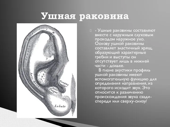 - Ушные раковины составляют вместе с наружным слуховым проходом наружное ухо. Основу