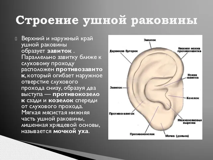 Верхний и наружный край ушной раковины образует завиток . Параллельно завитку ближе