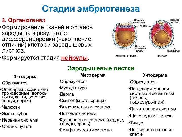 3. Органогенез Формирование тканей и органов зародыша в результате дифференцировки (накопление отличий)
