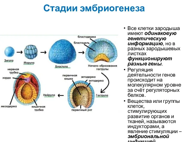 Стадии эмбриогенеза Все клетки зародыша имеют одинаковую генетическую информацию, но в разных