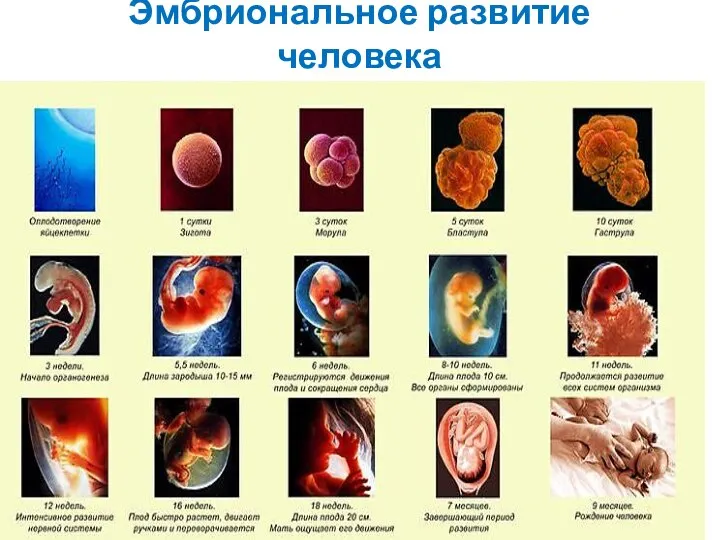 Эмбриональное развитие человека