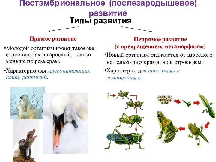 Постэмбриональное (послезародышевое) развитие Непрямое развитие (с превращением, метаморфозом) Новый организм отличается от