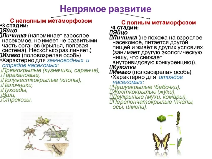 Непрямое развитие С неполным метаморфозом 3 стадии: Яйцо Личинка (напоминает взрослое насекомое,