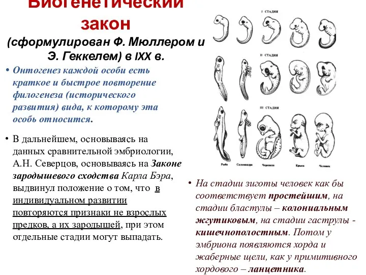 Биогенетический закон (сформулирован Ф. Мюллером и Э. Геккелем) в IXX в. Онтогенез