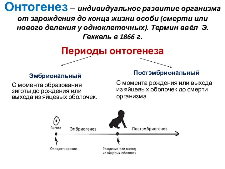 Онтогенез – индивидуальное развитие организма от зарождения до конца жизни особи (смерти