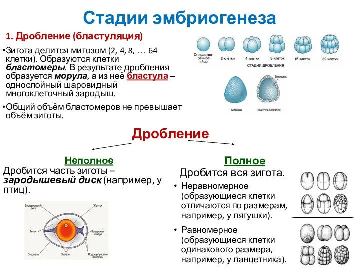 Стадии эмбриогенеза 1. Дробление (бластуляция) Зигота делится митозом (2, 4, 8, …