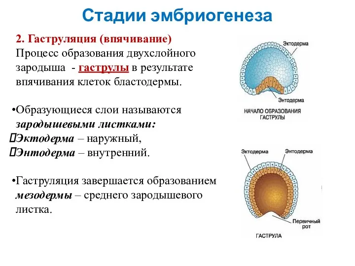 Стадии эмбриогенеза 2. Гаструляция (впячивание) Процесс образования двухслойного зародыша - гаструлы в