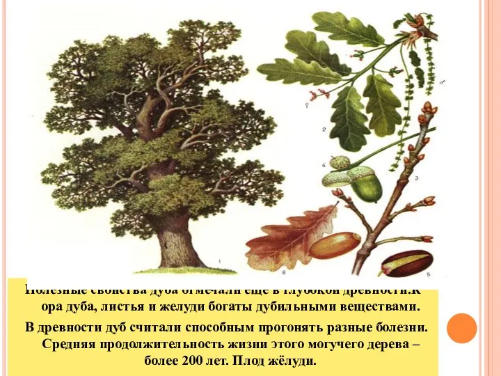 Полезные свойства дуба отмечали еще в глубокой древности.К ора дуба, листья и