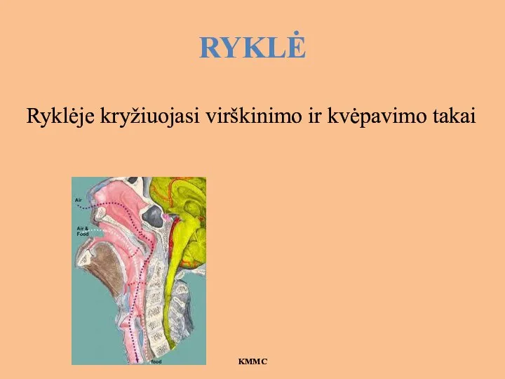 RYKLĖ Ryklėje kryžiuojasi virškinimo ir kvėpavimo takai KMMC