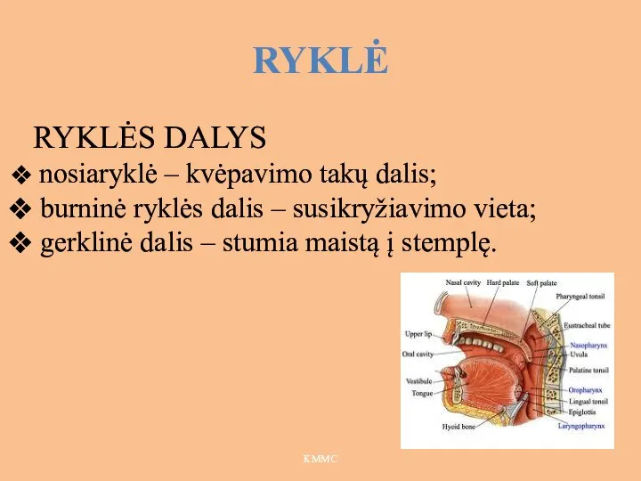 RYKLĖ KMMC RYKLĖS DALYS nosiaryklė – kvėpavimo takų dalis; burninė ryklės dalis