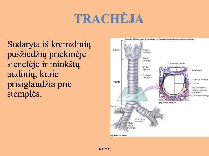 TRACHĖJA Sudaryta iš kremzlinių pusžiedžių priekinėje sienelėje ir minkštų audinių, kurie prisiglaudžia prie stemplės. KMMC