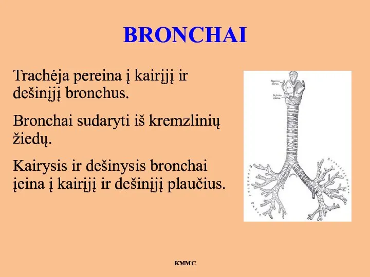 BRONCHAI Trachėja pereina į kairįjį ir dešinįjį bronchus. Bronchai sudaryti iš kremzlinių