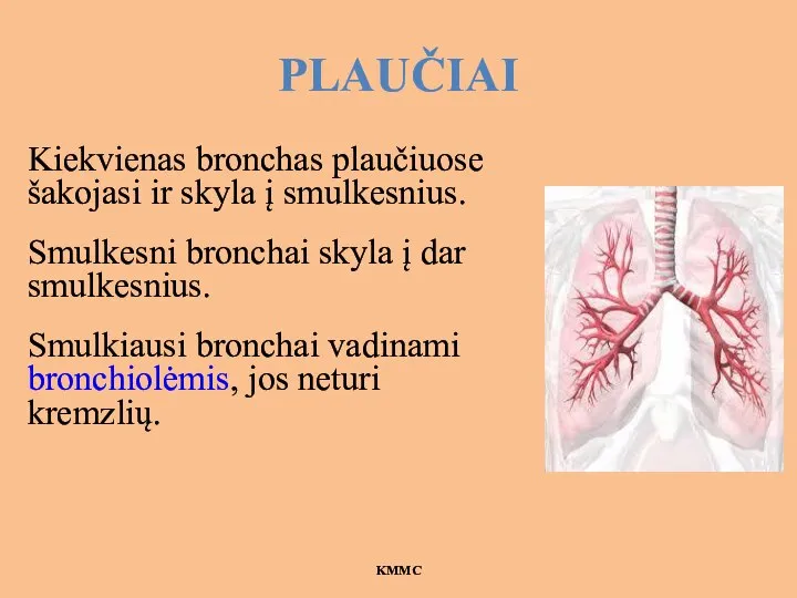 PLAUČIAI Kiekvienas bronchas plaučiuose šakojasi ir skyla į smulkesnius. Smulkesni bronchai skyla