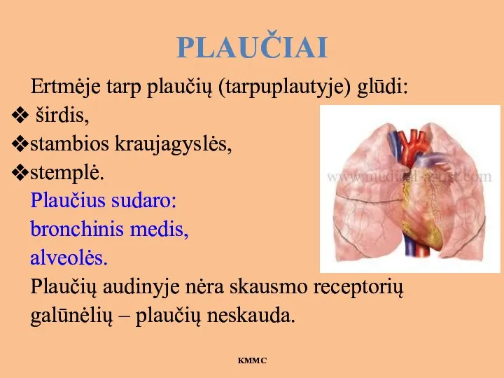 PLAUČIAI Ertmėje tarp plaučių (tarpuplautyje) glūdi: širdis, stambios kraujagyslės, stemplė. Plaučius sudaro: