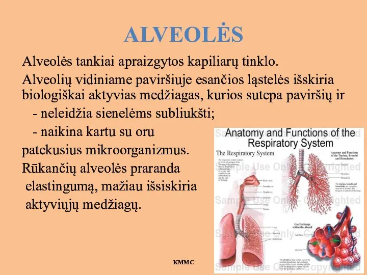 ALVEOLĖS Alveolės tankiai apraizgytos kapiliarų tinklo. Alveolių vidiniame paviršiuje esančios ląstelės išskiria