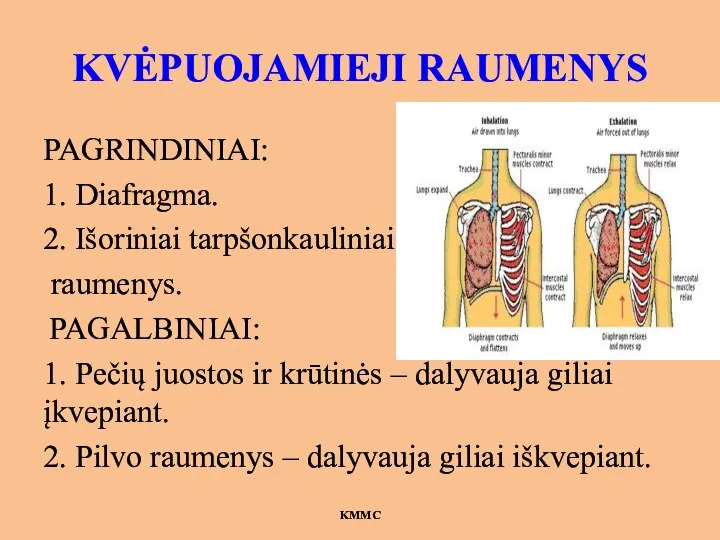 KVĖPUOJAMIEJI RAUMENYS PAGRINDINIAI: 1. Diafragma. 2. Išoriniai tarpšonkauliniai raumenys. PAGALBINIAI: 1. Pečių