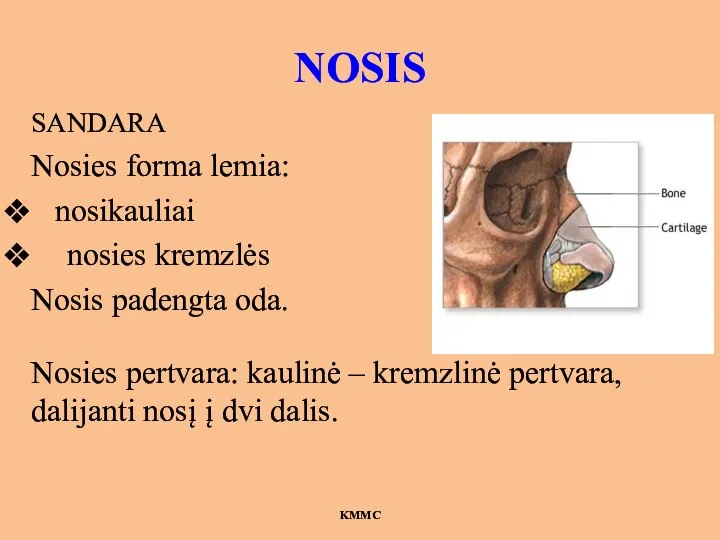 NOSIS SANDARA Nosies forma lemia: nosikauliai nosies kremzlės Nosis padengta oda. Nosies