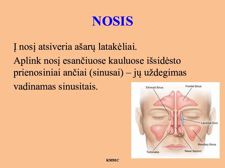 NOSIS Į nosį atsiveria ašarų latakėliai. Aplink nosį esančiuose kauluose išsidėsto prienosiniai