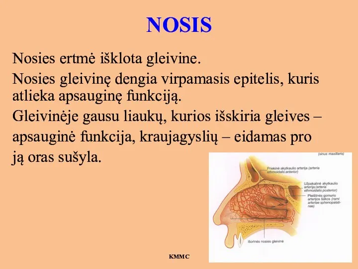 NOSIS Nosies ertmė išklota gleivine. Nosies gleivinę dengia virpamasis epitelis, kuris atlieka