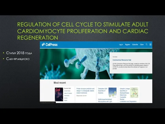 REGULATION OF CELL CYCLE TO STIMULATE ADULT CARDIOMYOCYTE PROLIFERATION AND CARDIAC REGENERATION Статья 2018 года Сан-франциско