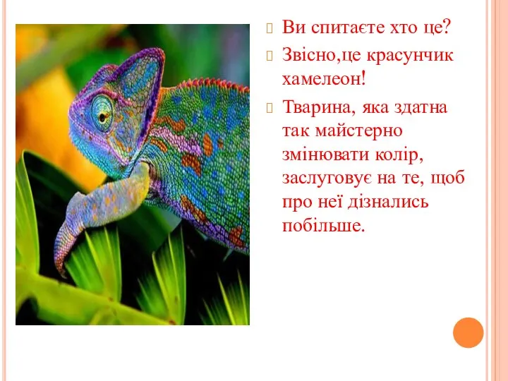 Ви спитаєте хто це? Звісно,це красунчик хамелеон! Тварина, яка здатна так майстерно